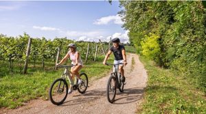 La route des Grands Crus